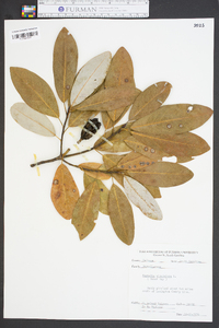 Magnolia virginiana image