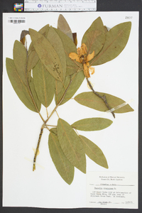 Magnolia virginiana image