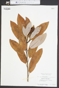 Magnolia virginiana image