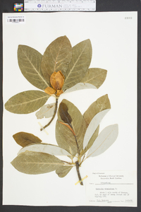 Magnolia virginiana image