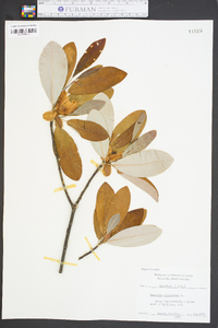 Magnolia virginiana image