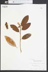 Magnolia virginiana image