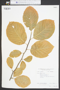 Magnolia acuminata image