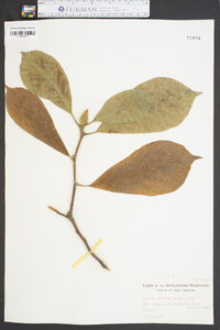 Magnolia acuminata image