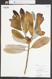 Magnolia virginiana image