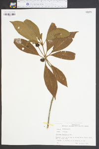 Illicium floridanum image