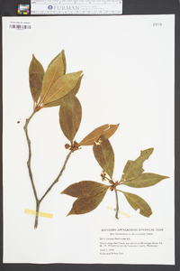 Illicium floridanum image