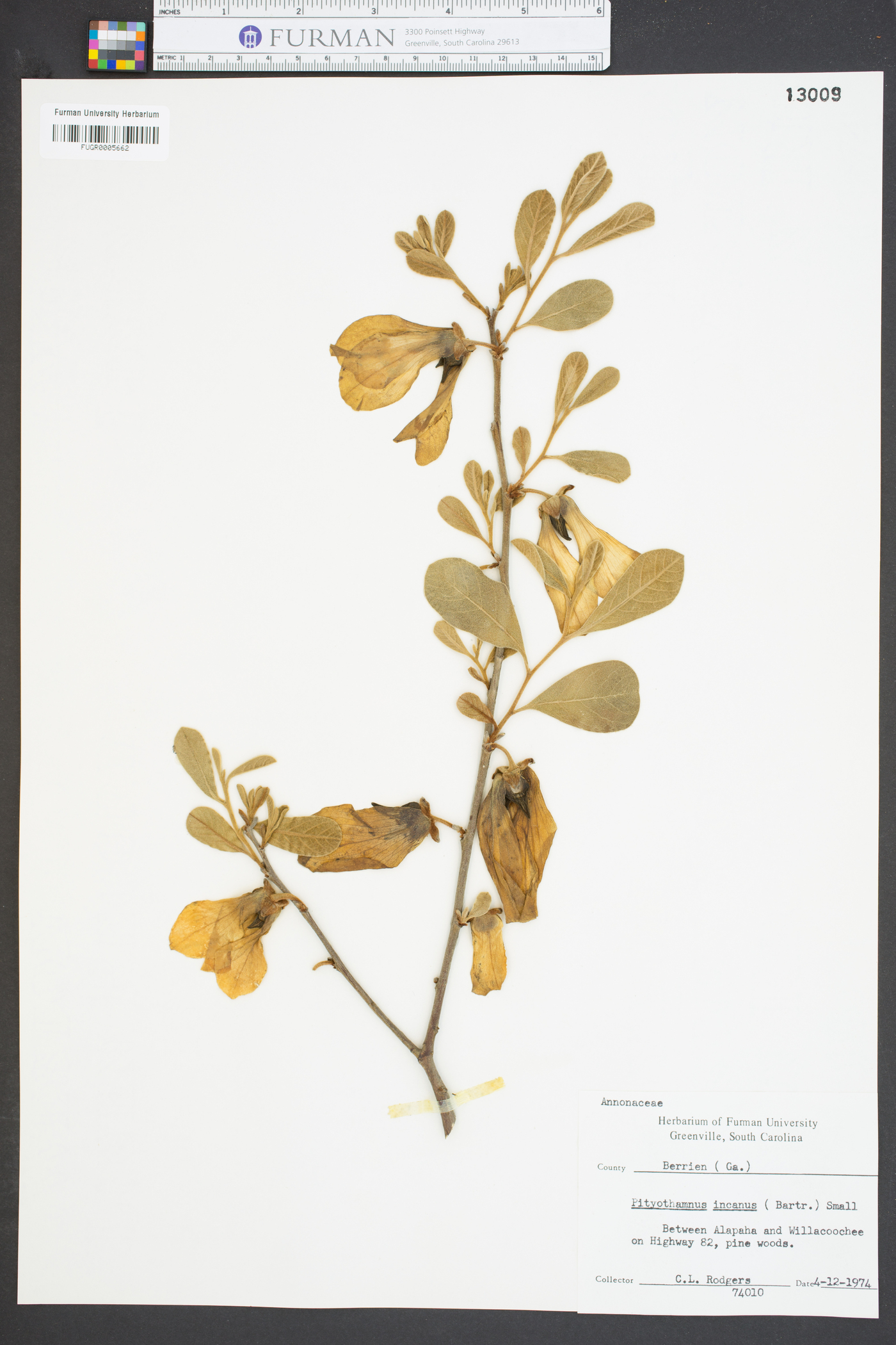Pityothamnus incanus image