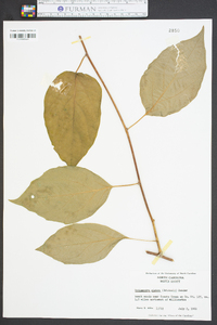 Schisandra glabra image