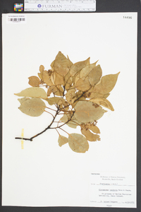 Cinnamomum camphora image