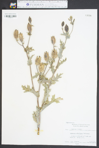 Argemone albiflora image