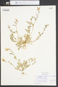 Corydalis micrantha image