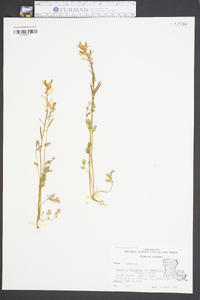 Corydalis micrantha subsp. australis image