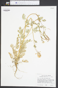 Capnoides sempervirens image