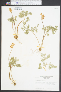 Dicentra cucullaria image