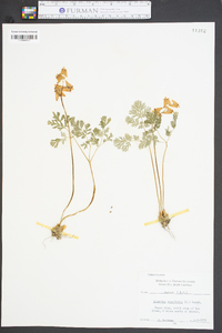 Dicentra cucullaria image