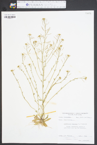 Arabidopsis thaliana image