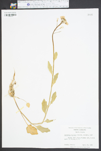 Cardamine bulbosa image