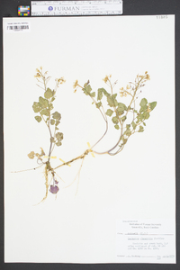 Cardamine clematitis image