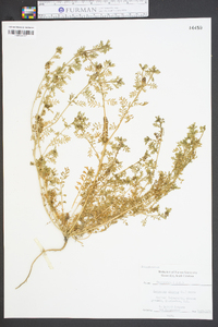 Lepidium didymum image