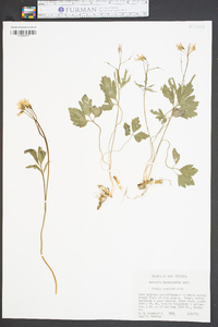 Cardamine angustata image