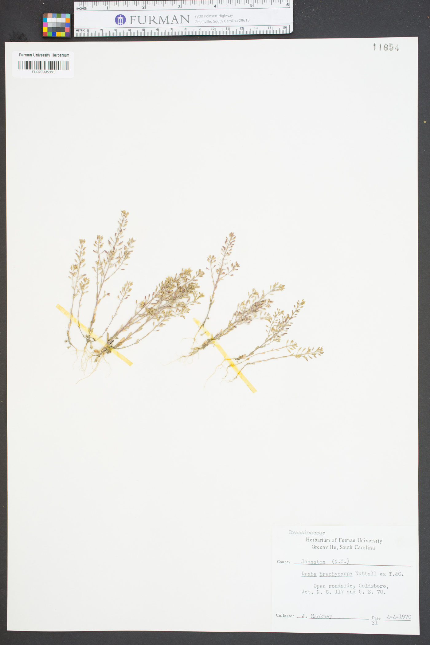 Draba brachycarpa image