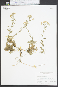 Draba ramosissima image