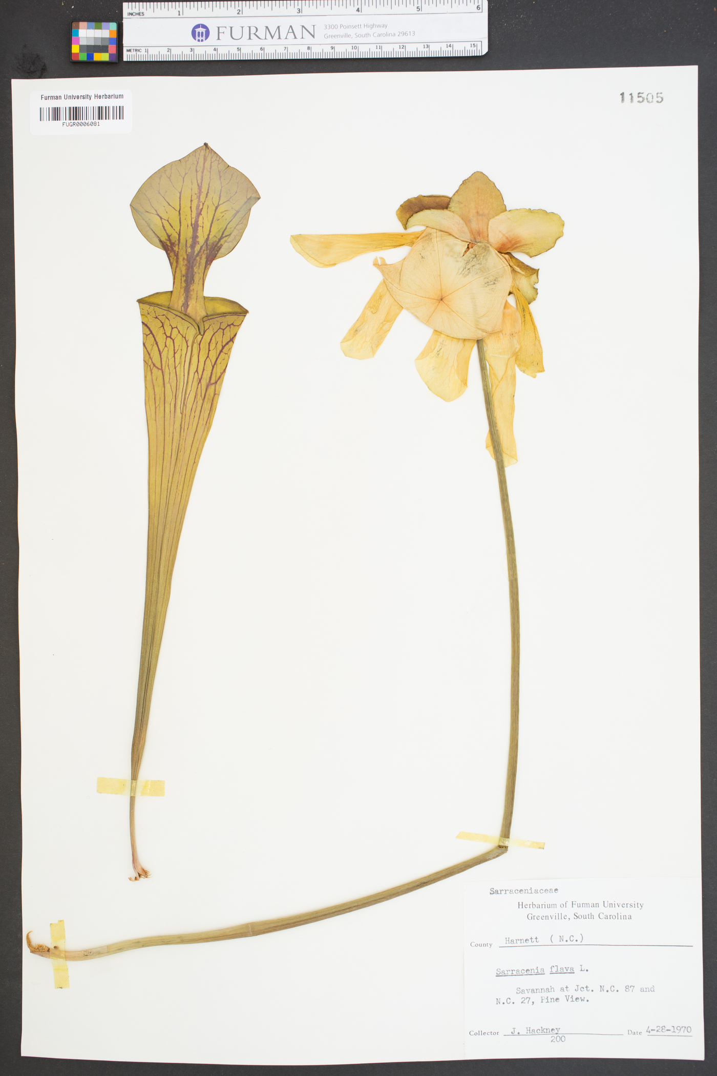 Sarracenia flava image