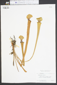 Sarracenia flava image