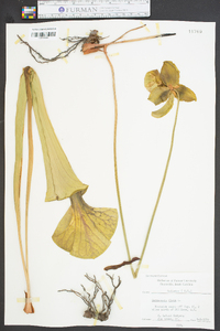 Sarracenia flava image