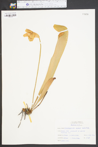 Sarracenia minor image