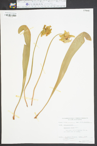 Sarracenia minor image