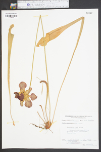 Sarracenia rubra image