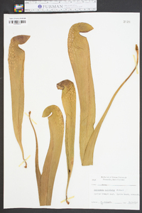 Sarracenia minor image