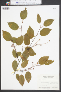 Amelanchier arborea var. laevis image