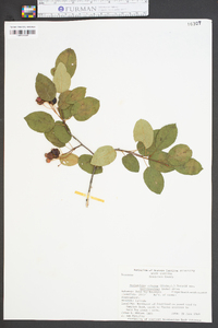 Amelanchier arborea var. austromontana image