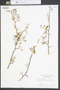 Amelanchier canadensis image