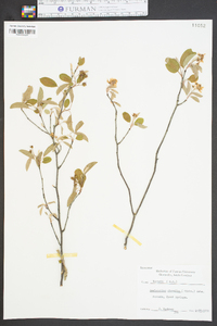 Amelanchier obovalis image