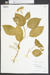 Hydrangea arborescens subsp. radiata image