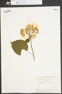 Hydrangea radiata image