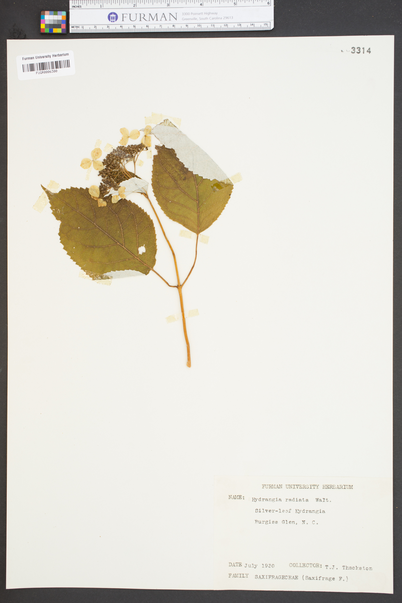 Hydrangea radiata image