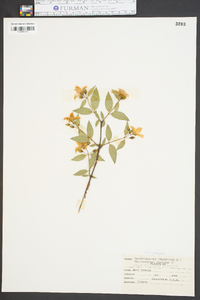 Philadelphus inodorus image