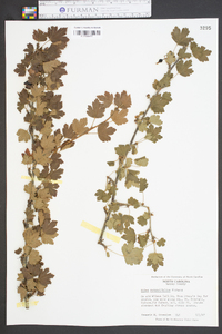 Ribes rotundifolium image