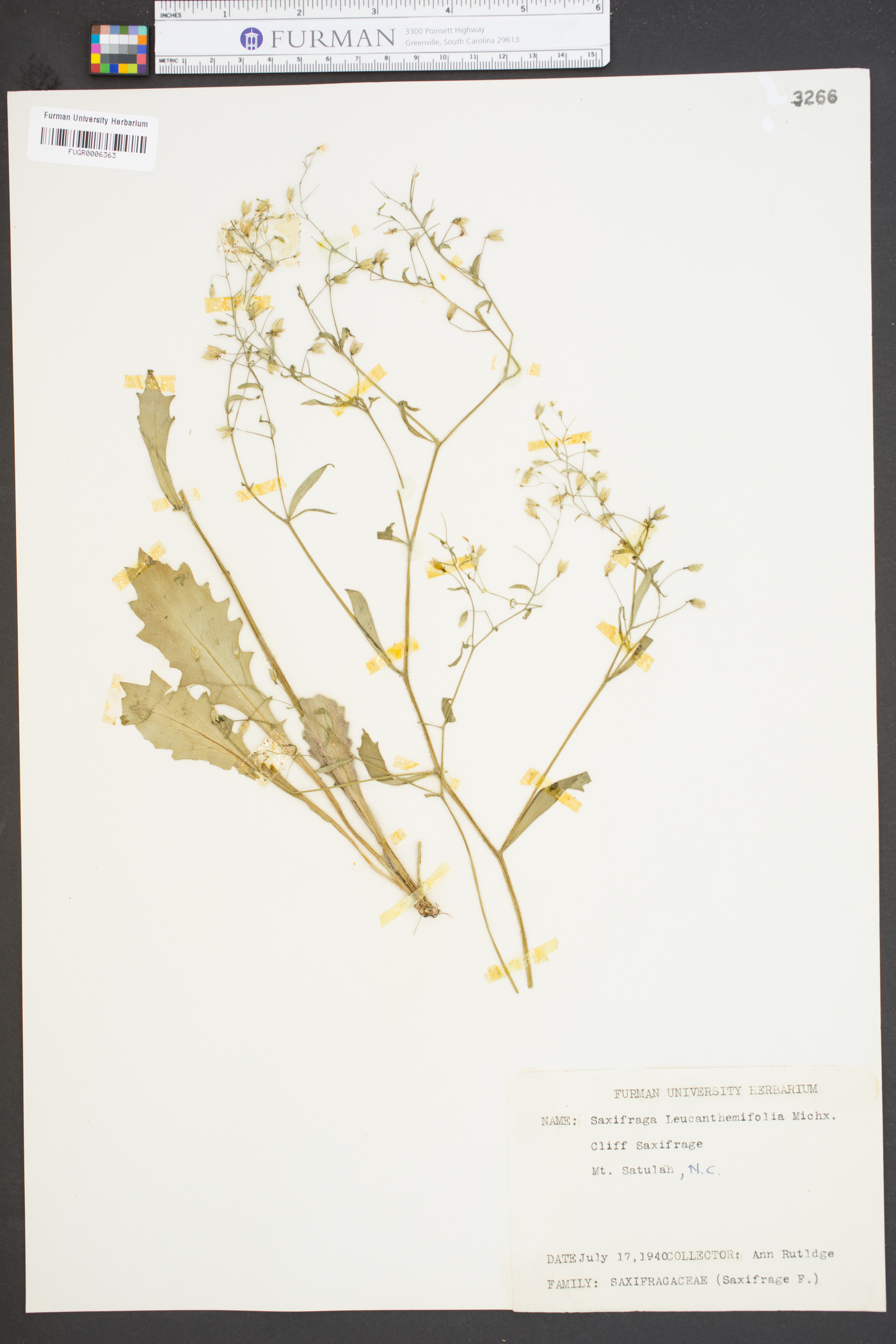 Saxifraga leucanthemifolia image