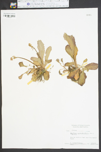 Saxifraga micranthidifolia image