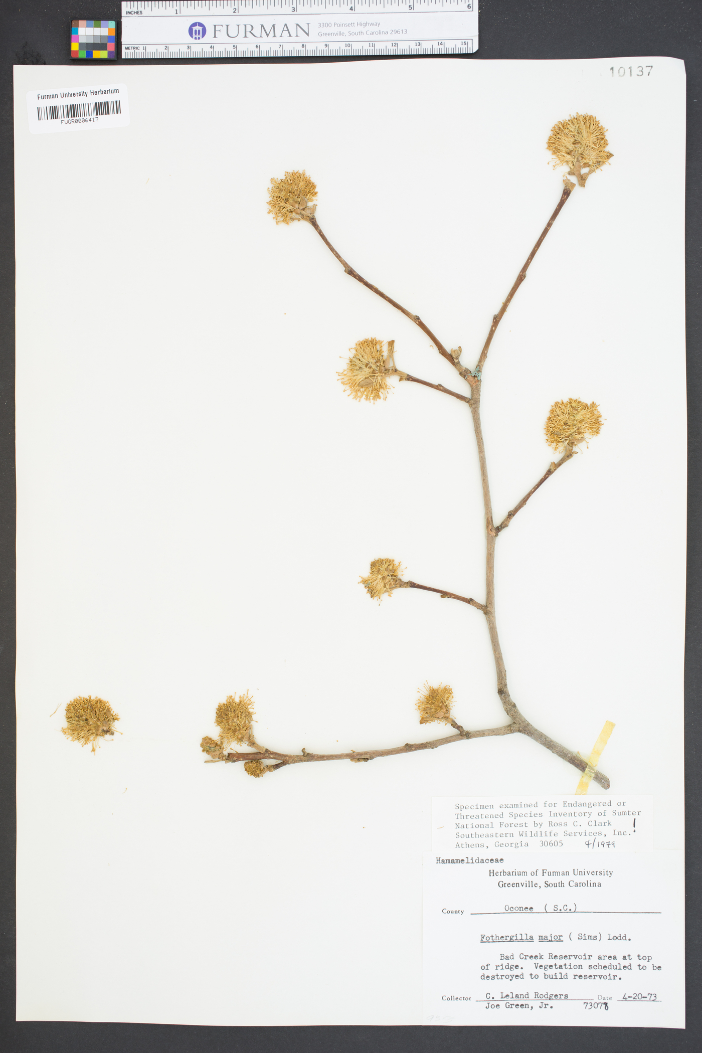 Fothergilla major image