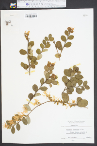 Loropetalum chinense image