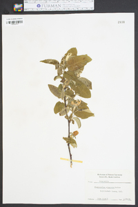 Chaenomeles sinensis image