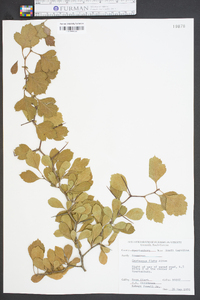 Crataegus flava image