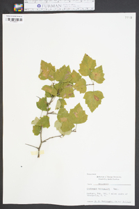 Crataegus marshallii image